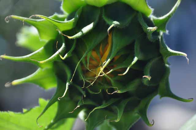 not opened sunflower